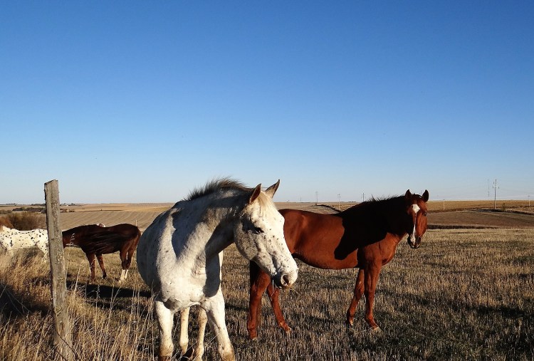 Apache &amp; Jody 2013