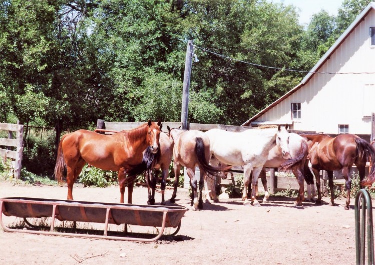 Apache &amp; Rose horses 2005