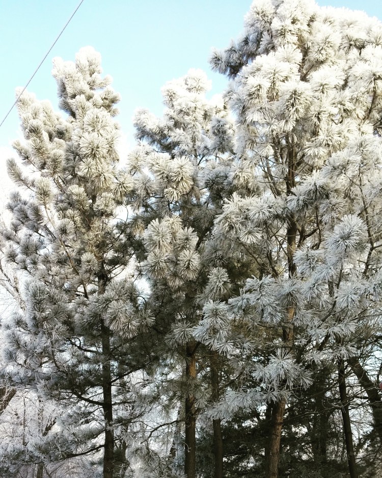 IMG_20181208_092217_855