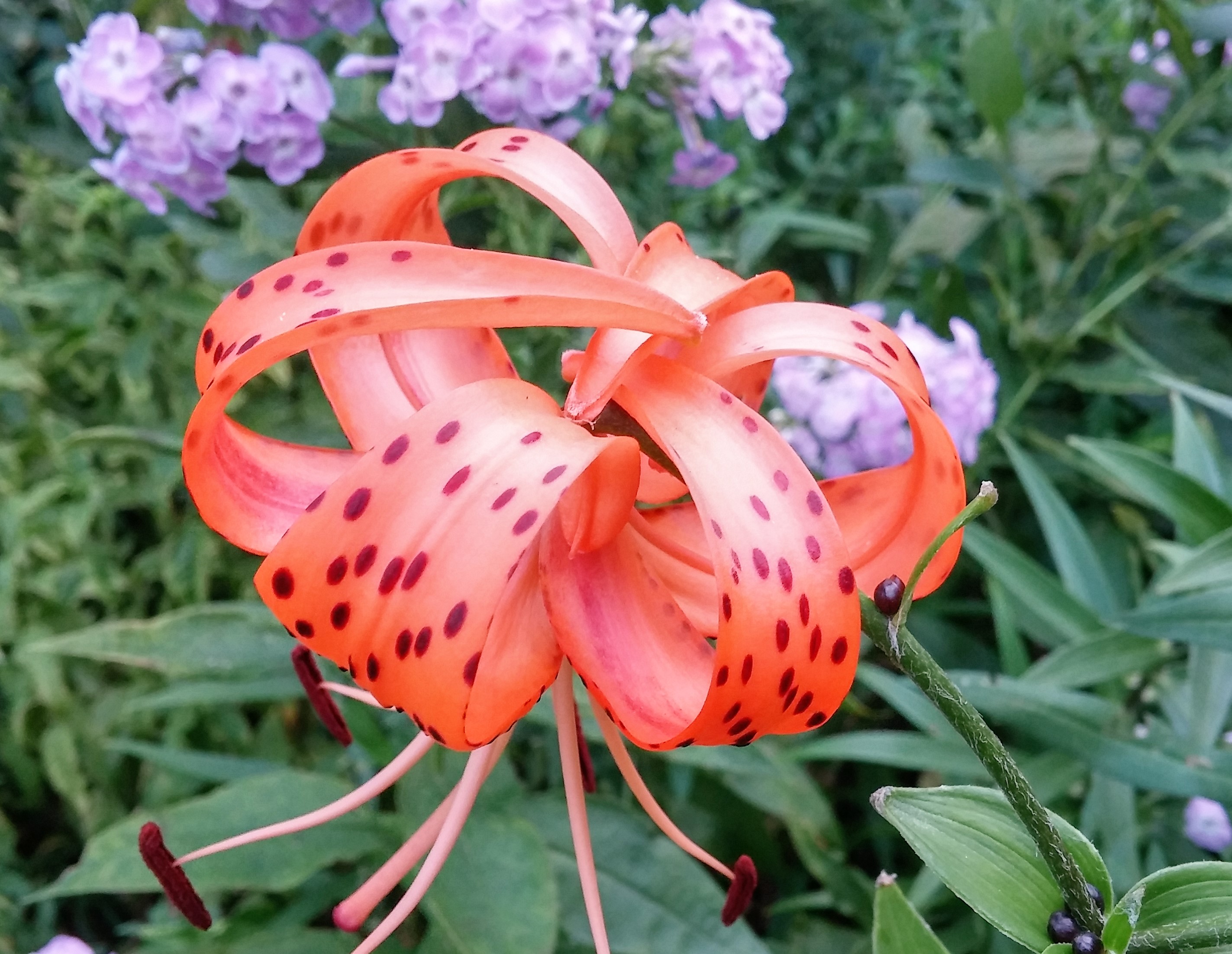 Tiger lilies-3